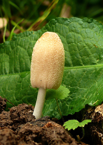 hnojník Coprinus sp.