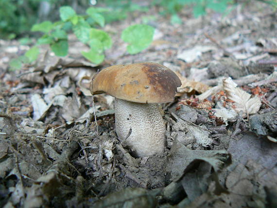 kozák hrabový Leccinum pseudoscabrum (Kallenb.) Šutara