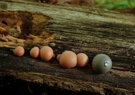 vlčinka červená Lycogala epidendrum (J.C. Buxb. ex L.) Fr.