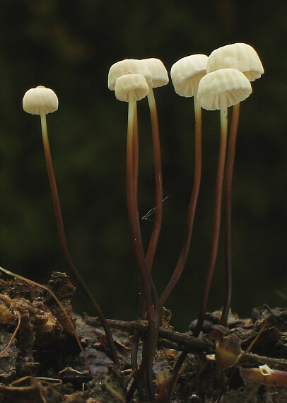 tanečnica Marasmius sp.