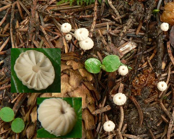 tanečnica Wettsteinova Marasmius wettsteinii Sacc. & P. Syd.