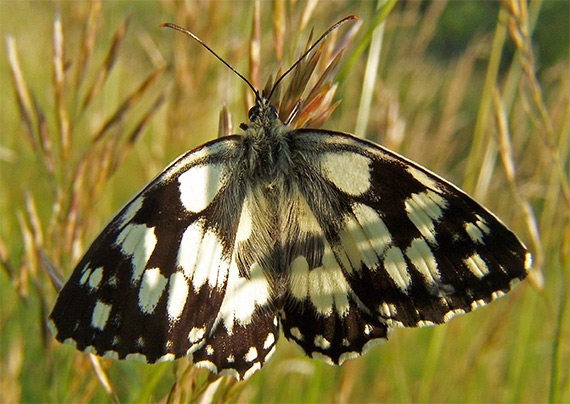 očkáň timotejkový Melanargia galathea L.