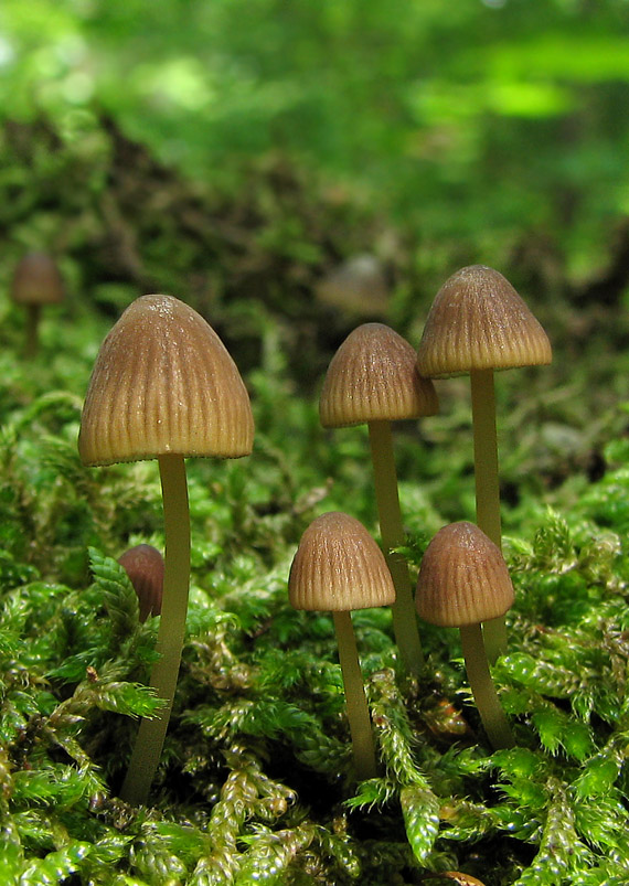 prilbička zelenoobrúbená Mycena viridimarginata P. Karst.