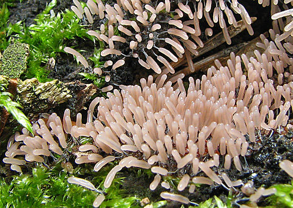 slizovka Myxomycetes