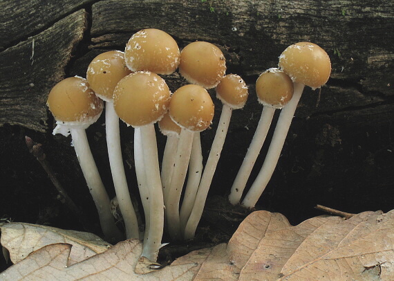 drobuľka Psathyrella sp.