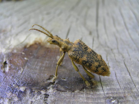 fuzáč Rhagium sycophanta