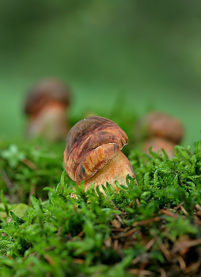 hríb zrnitohlúbikový Sutorius luridiformis (Rostk.) G. Wu & Zhu L. Yang