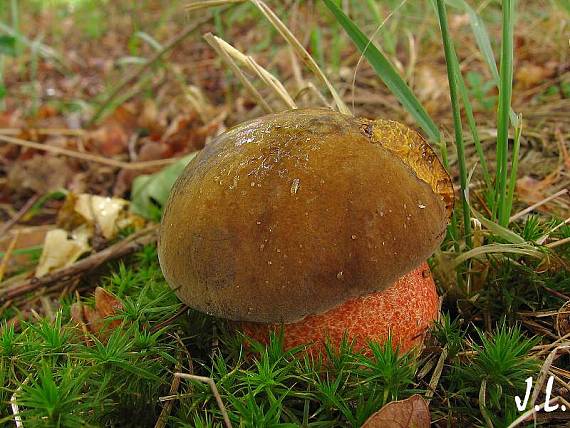 hřib kovář Sutorius luridiformis (Rostk.) G. Wu & Zhu L. Yang