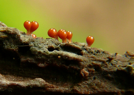 vlasnačka Trichia sp.