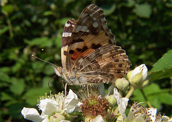 babôčka bodliaková Vanessa cardui L.