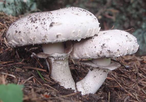 pečiarka Agaricus sp.