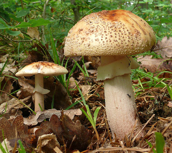 muchotrávka červenkastá Amanita rubescens Pers.