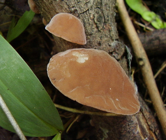 uchovec bazový Auricularia auricula-judae (Bull.) Quél.