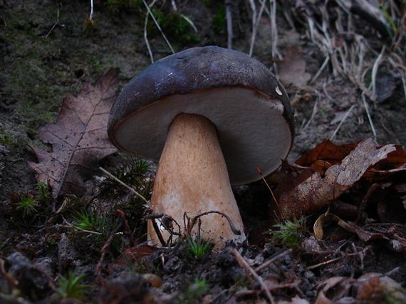 hríb bronzový Boletus aereus Bull. ex Fr.