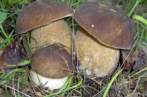 hríb dubový Boletus reticulatus Schaeff.