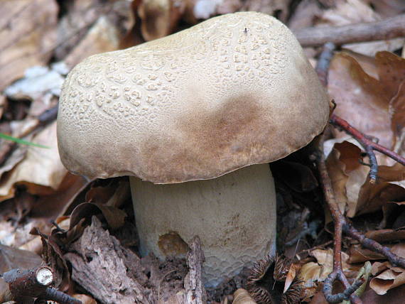 hríb dubový Boletus reticulatus Schaeff.