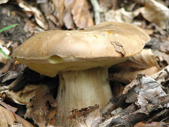 hríb dubový Boletus reticulatus Schaeff.