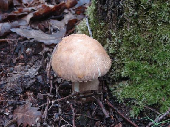 hríb dubový Boletus reticulatus Schaeff.