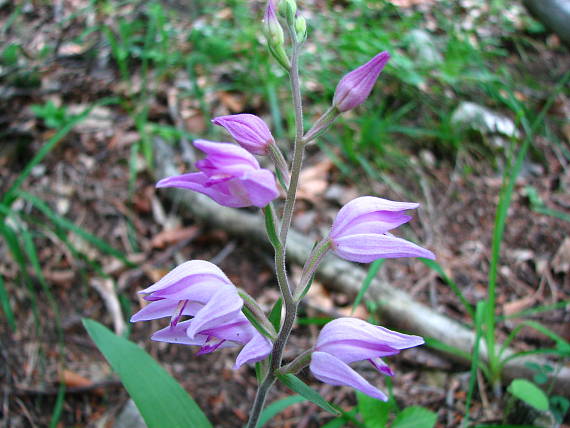 prílbovka červená Cephalanthera rubra (L.) Rich.