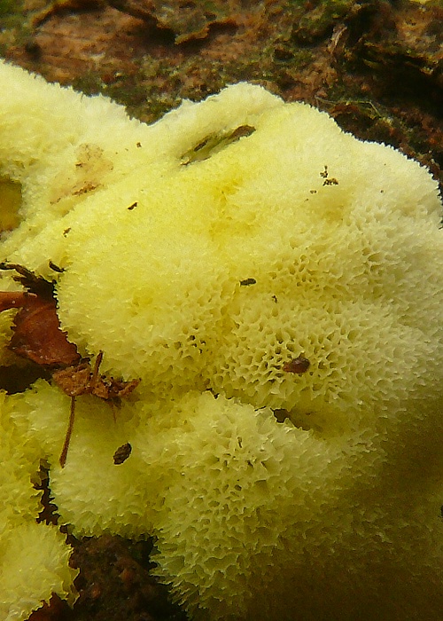 rohačka kríčkovitá Ceratiomyxa fruticulosa var. porioides