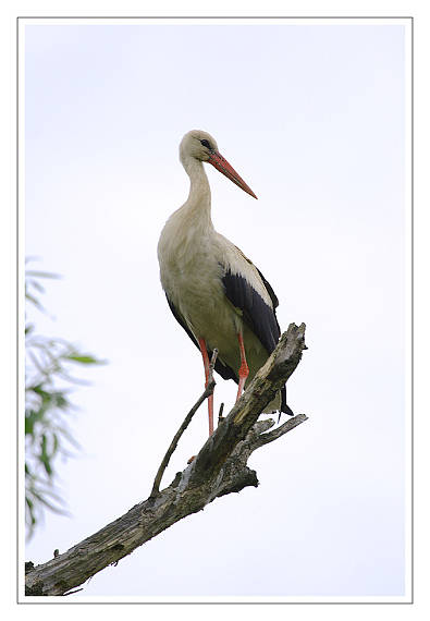 bocian biely Ciconia ciconia