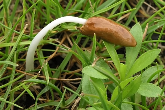 kapucňovec dažďomilný Conocybe deliquescens Hauskn. & Krisai