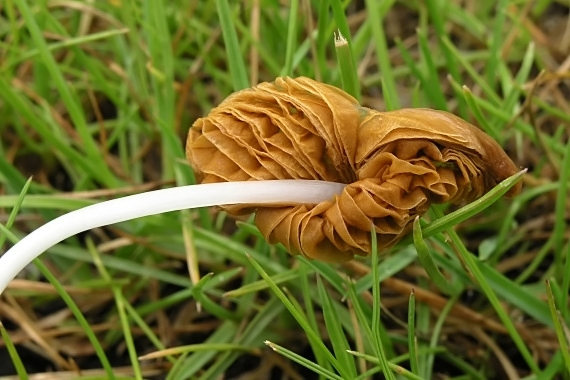 kapucňovec dažďomilný Conocybe deliquescens Hauskn. & Krisai