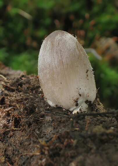 hnojník nápadný Coprinopsis insignis  (Peck) Redhead, Vilgalys & Moncalvo