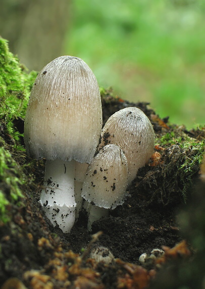 hnojník nápadný Coprinopsis insignis  (Peck) Redhead, Vilgalys & Moncalvo