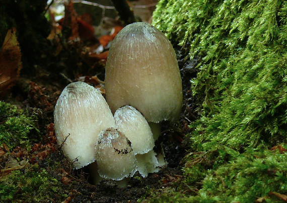 hnojník nápadný Coprinopsis insignis  (Peck) Redhead, Vilgalys & Moncalvo