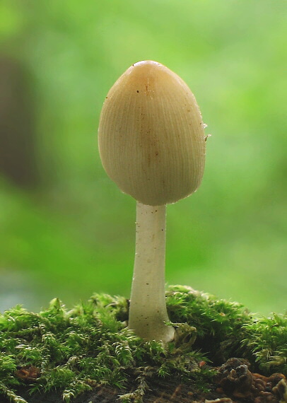 hnojník Coprinus sp.