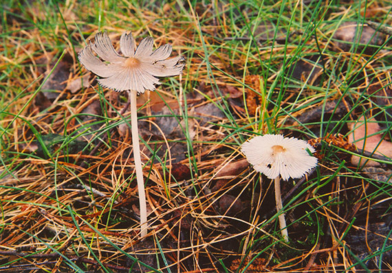 hnojník Coprinus sp.