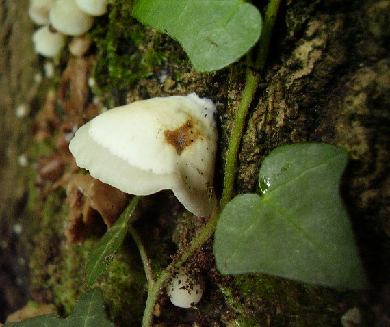 pahliva ... Crepidotus sp.