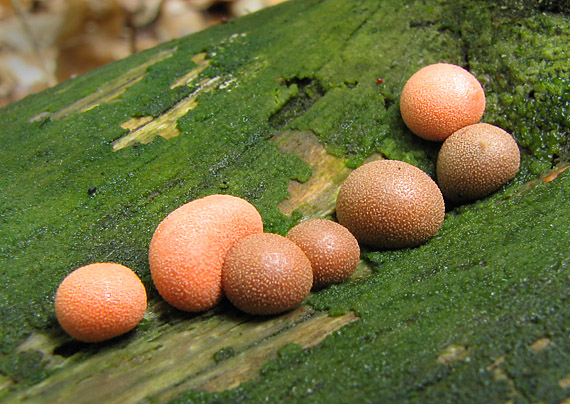 vlčinka červená Lycogala epidendrum (J.C. Buxb. ex L.) Fr.