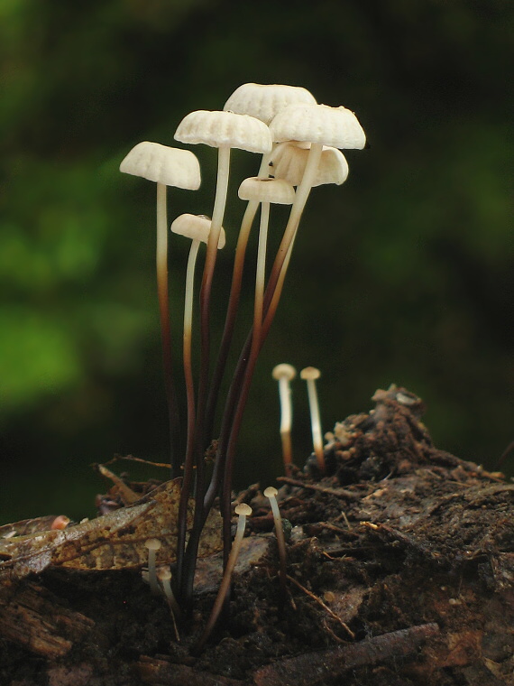 tanečnica golieriková Marasmius rotula (Scop.) Fr.