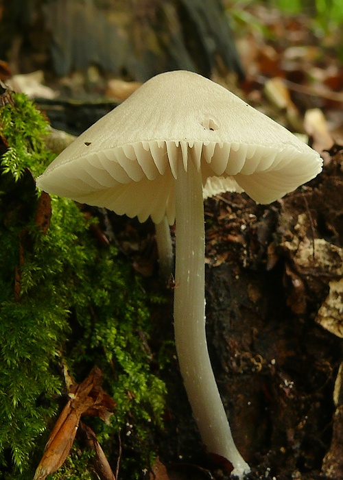 prilbička Mycena sp.