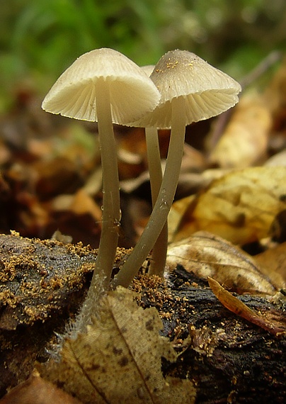 prilbička Mycena sp.