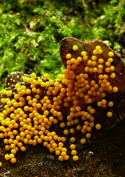 slizovka Physarum sp.