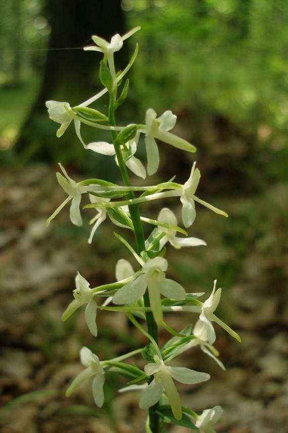 vemenník dvojlistý Platanthera bifolia (L.) Rich.