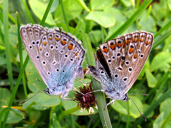 modráčik obyčajný Polyommatus icarus