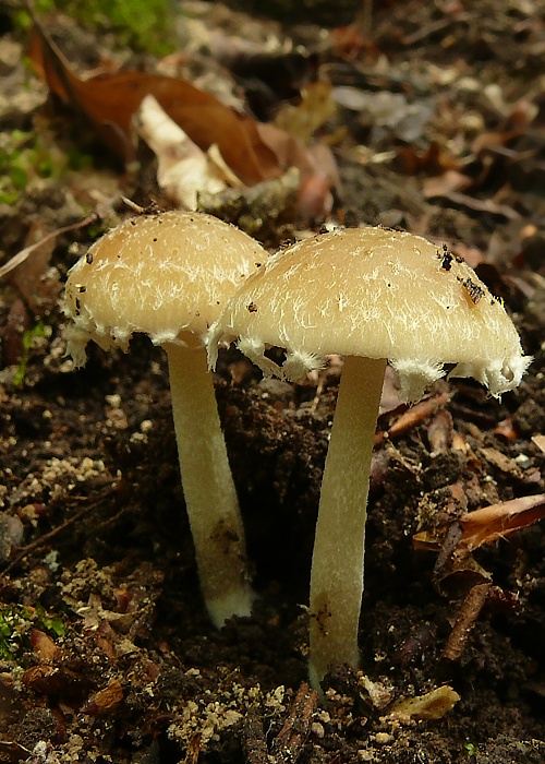 drobuľka páperistá Psathyrella pennata (Fr.) A. Pearson & Dennis