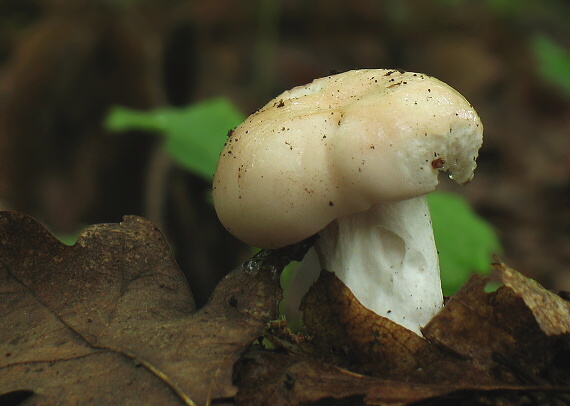 plávka Russula sp.