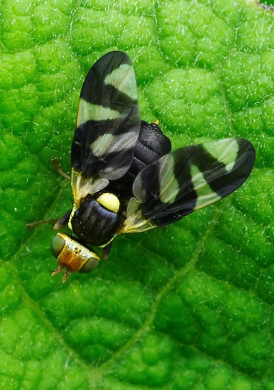 Urophora cardui (Tephritidae) det. V.Straka