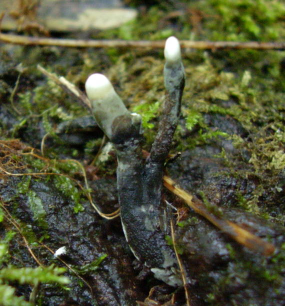 drevnatec Xylaria sp.