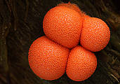 vlčinka oranžová