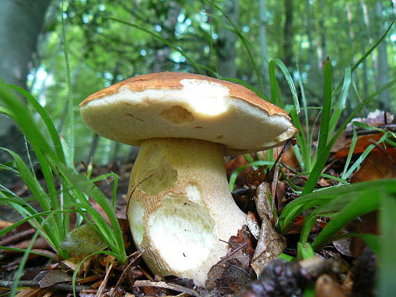 hríb dubový Boletus reticulatus Schaeff.