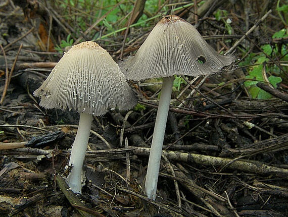 hnojník Coprinus sp.