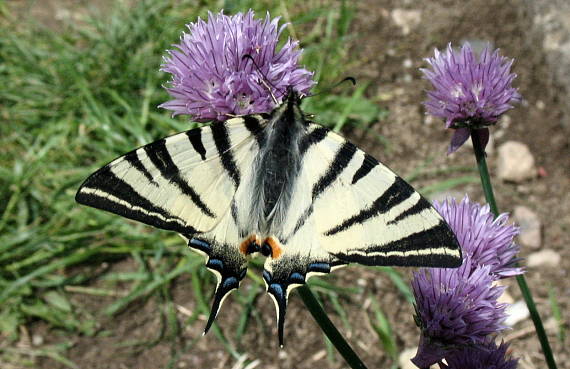 vidlochvost ovocný Iphiclides podalirius