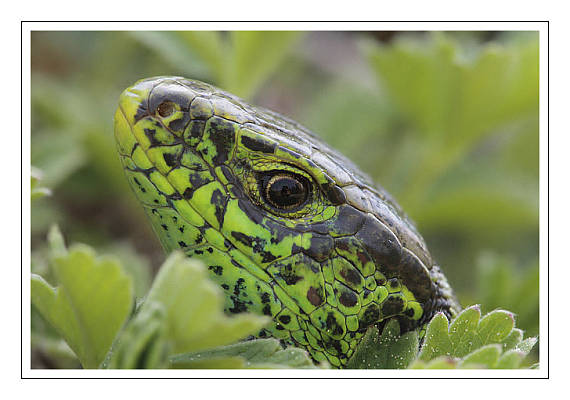 jašterica obyčajná Lacerta agilis