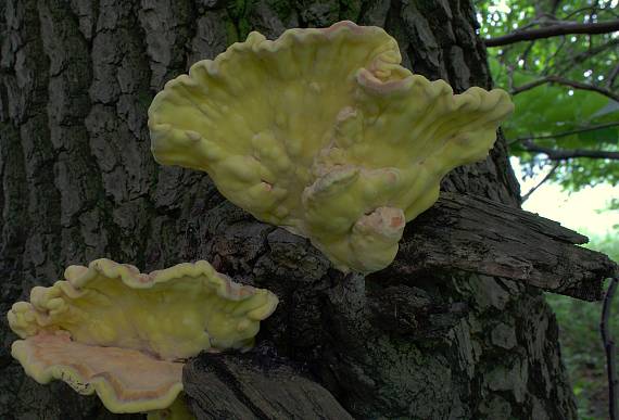 sírovec obyčajný Laetiporus sulphureus (Bull.) Murrill